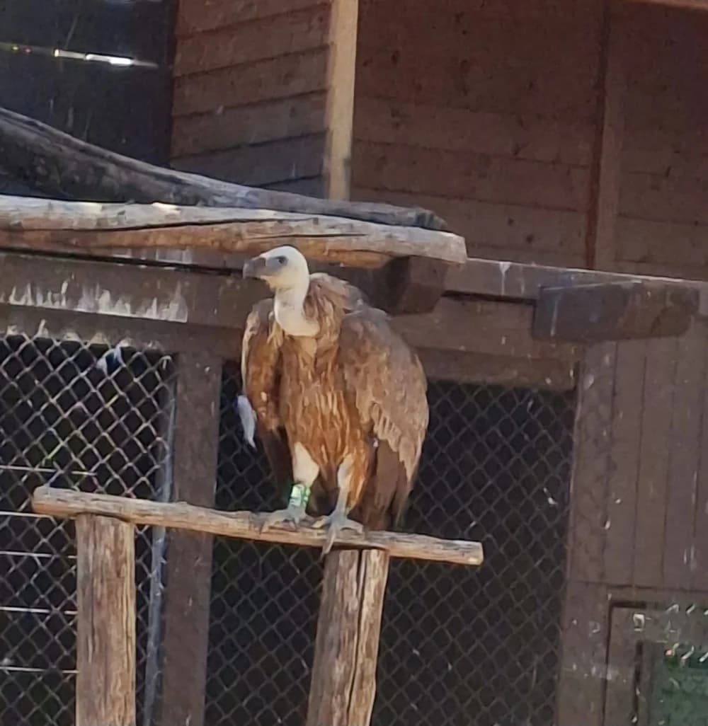 IZLET NA BURNI BITORAJ, CRES I LOŠINJ “Kako kaže Vjeko: Tri dana – sto doživljaja!”