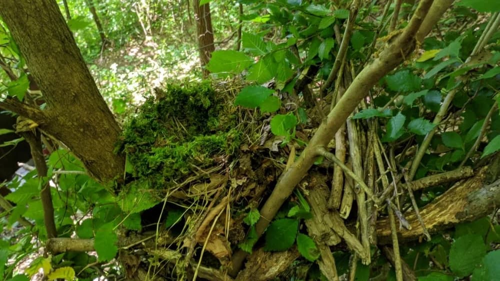 Radionica o šumskoj pedagogiji (Zelenjak - Hrvatsko Zagirje) - 14.06.2025.