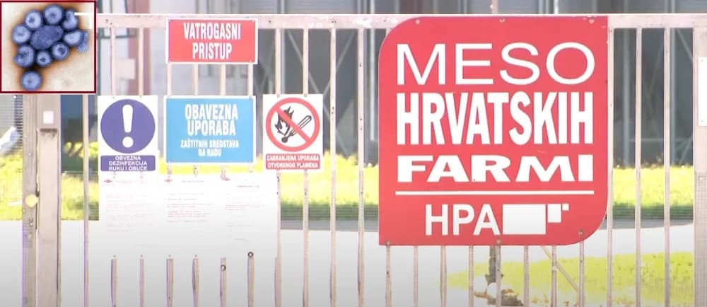 Afrička svinjska kuga otkrivena na farmi Belja, zbog zaraze hitna eutanizacija 11.600 svinja