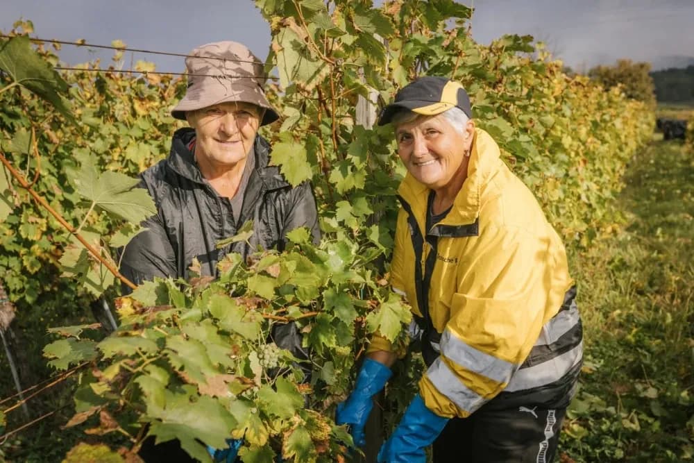 [FOTO] Završetak berbe u Vinariji Majetić