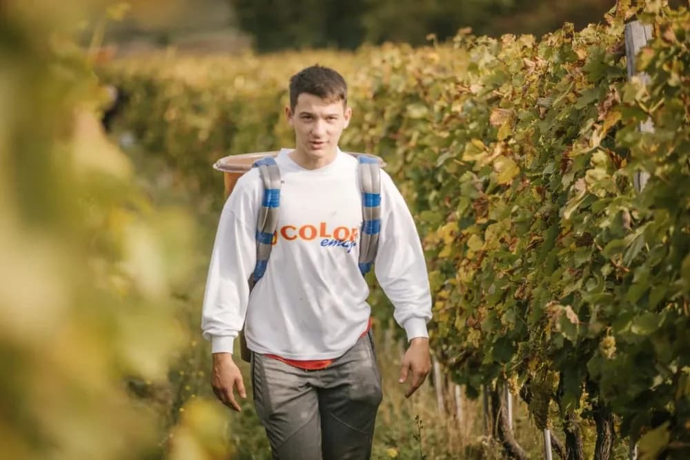 [FOTO] Završetak berbe u Vinariji Majetić