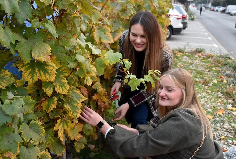 Graševina s Trga: Svečani završetak berbe u srcu Kutjeva na kojoj je za novog vincilira izabran Ante Paulić
