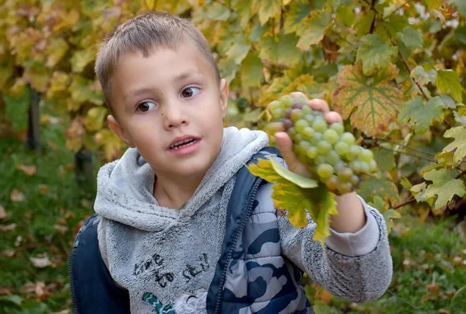 Graševina s Trga: Svečani završetak berbe u srcu Kutjeva na kojoj je za novog vincilira izabran Ante Paulić