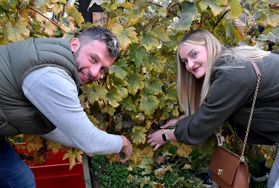 Graševina s Trga: Svečani završetak berbe u srcu Kutjeva na kojoj je za novog vincilira izabran Ante Paulić