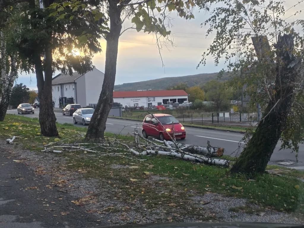 Krhke breze nisu izdržale