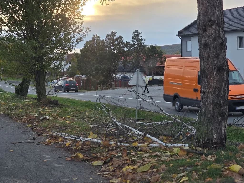 Krhke breze nisu izdržale