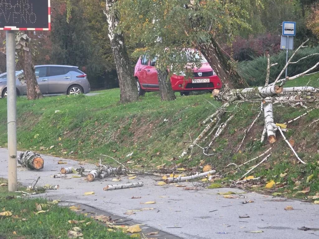 Krhke breze nisu izdržale