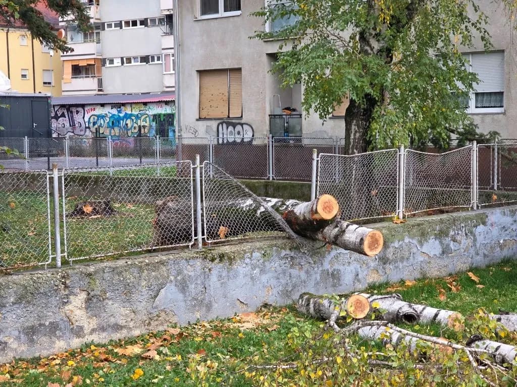 Krhke breze nisu izdržale