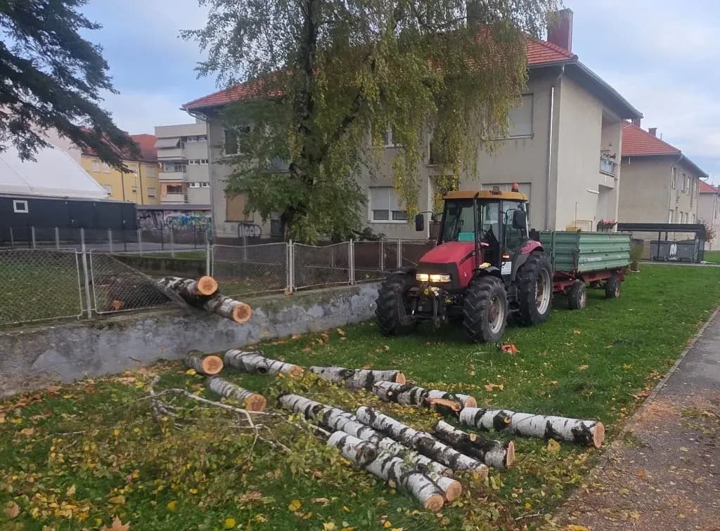 Krhke breze nisu izdržale
