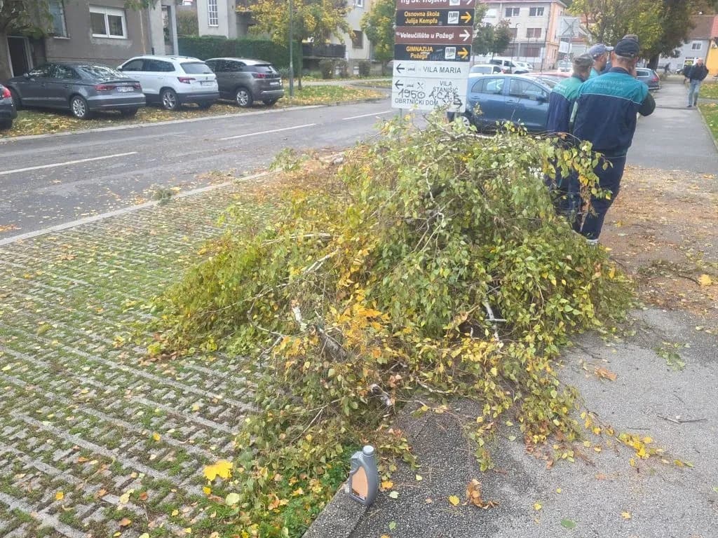 Krhke breze nisu izdržale