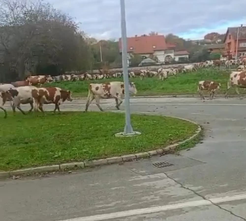 Slika