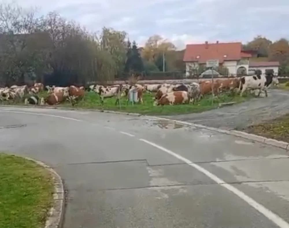 Kravice u šetnji Sajmištem