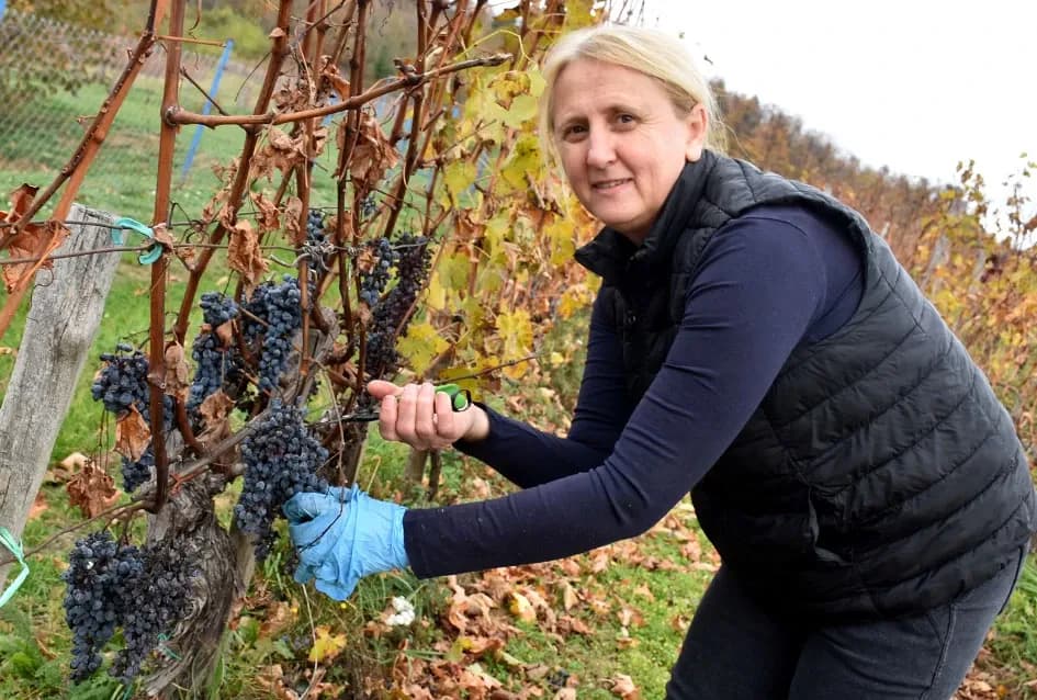Matić i Škoro u Mitrovcu ubrali dragocjenu kasnu berbu koja najavljuje vrhunsko vino