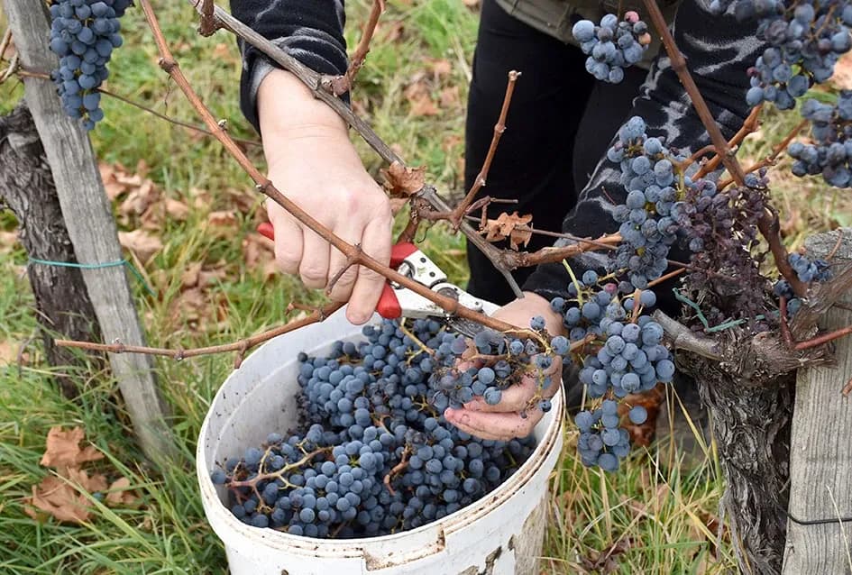 Matić i Škoro u Mitrovcu ubrali dragocjenu kasnu berbu koja najavljuje vrhunsko vino