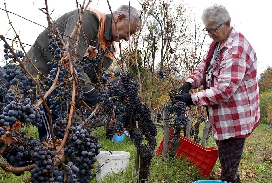 Matić i Škoro u Mitrovcu ubrali dragocjenu kasnu berbu koja najavljuje vrhunsko vino