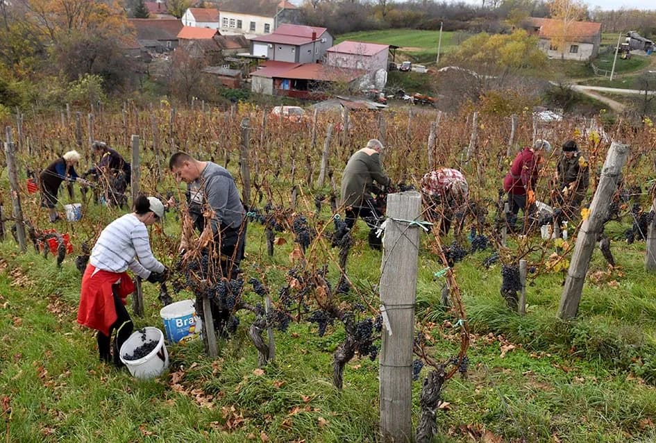 Matić i Škoro u Mitrovcu ubrali dragocjenu kasnu berbu koja najavljuje vrhunsko vino