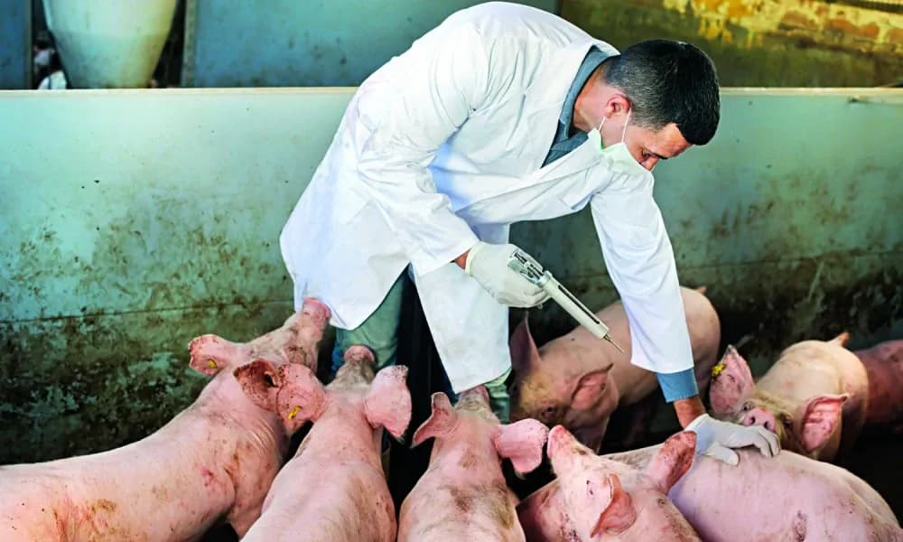 Požeška županija među srednjima po broju uzgojenih svinja