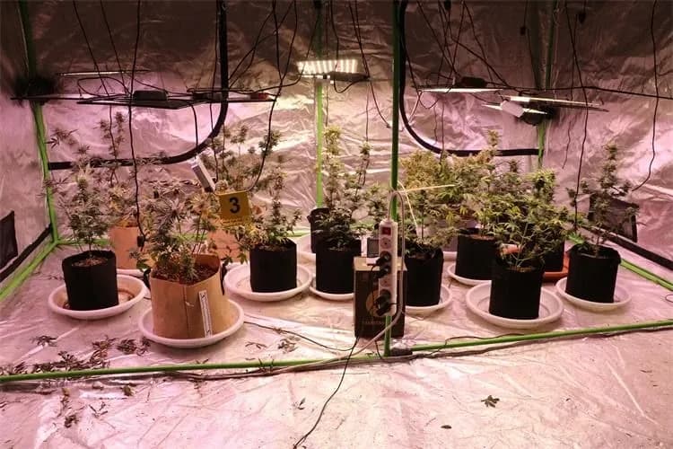 Policija otkrila laboratorij za uzgoj marihuane u Velikoj, pronađene biljke i droga