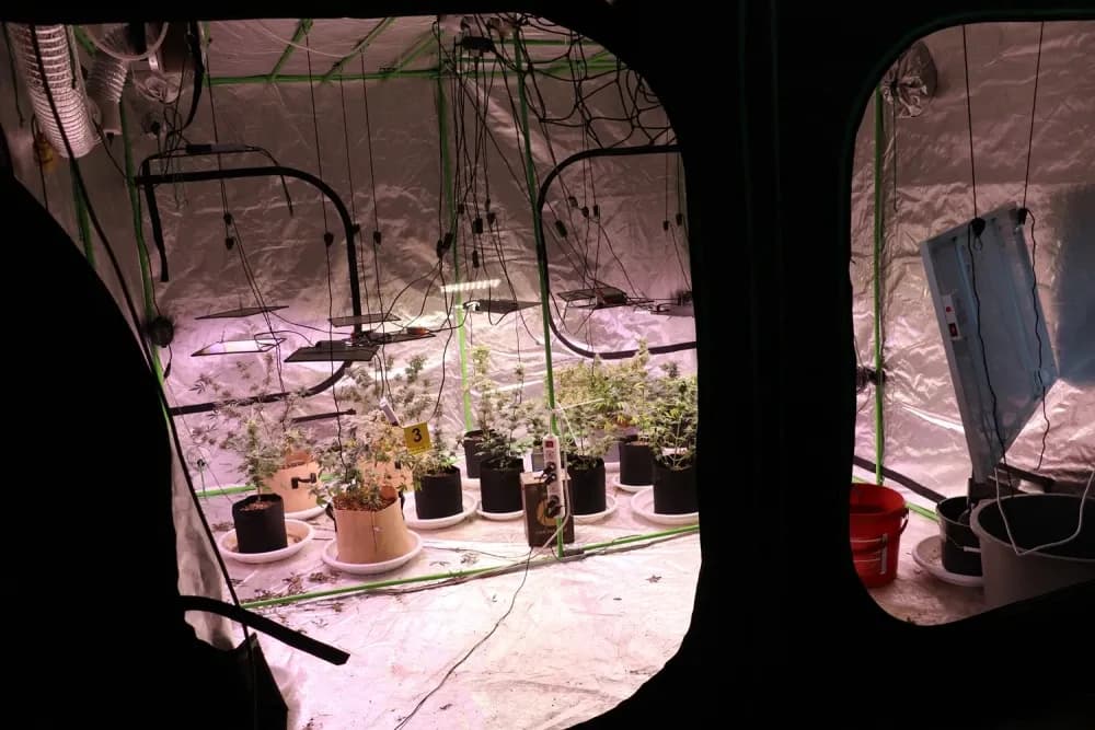 Policija otkrila laboratorij za uzgoj marihuane u Velikoj, pronađene biljke i droga