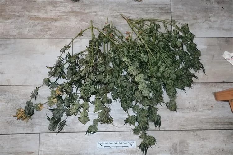Policija otkrila laboratorij za uzgoj marihuane u Velikoj, pronađene biljke i droga