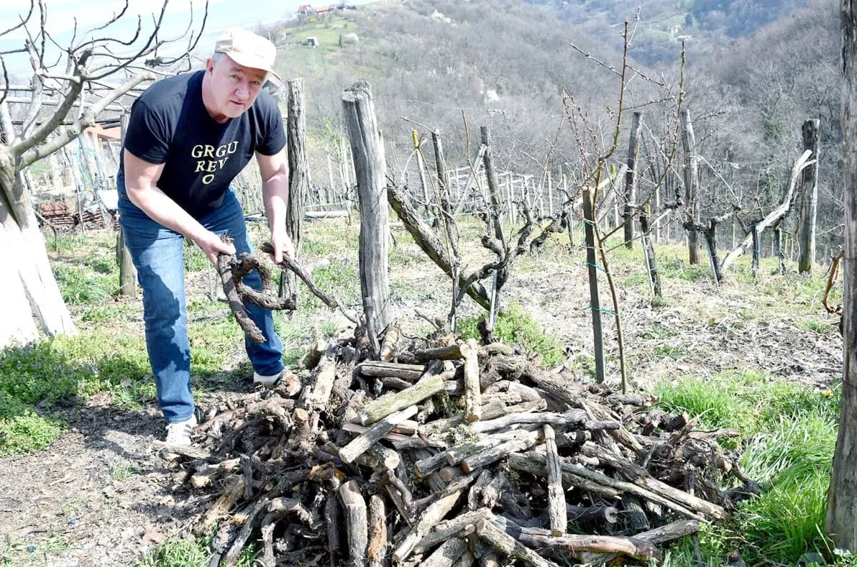 Veselje u sjeni oproštaja od vinograda
