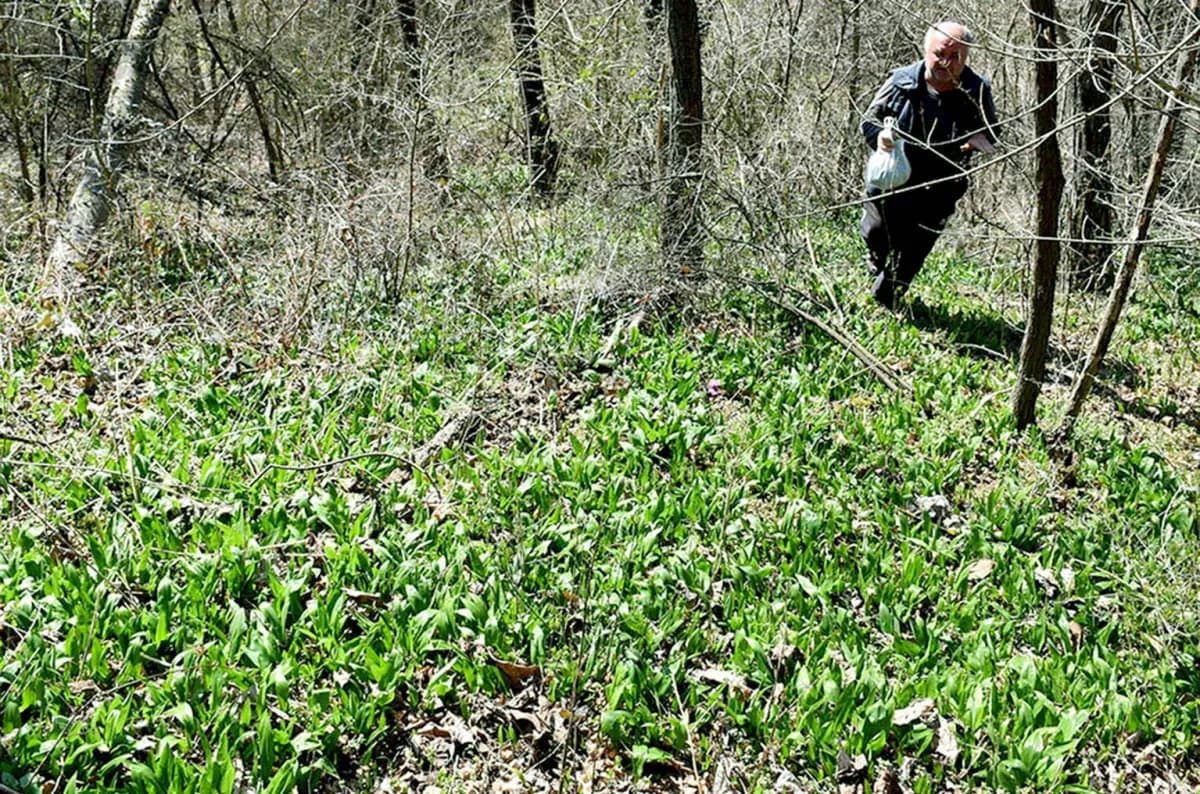 Šumski dragulj na tanjuru: Srimuš je moćni čuvar zdravlja kojeg obožavaju i gurmani