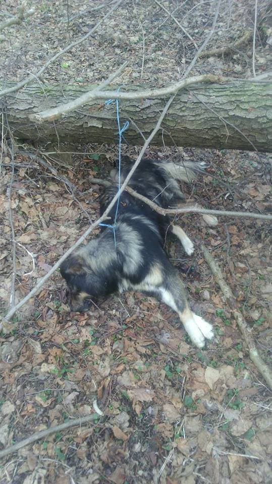 Slika