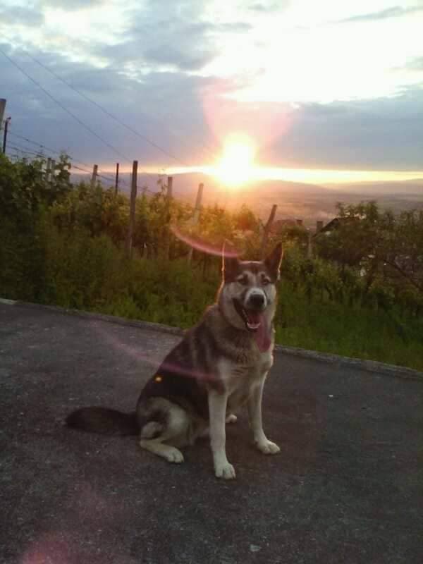 Slika