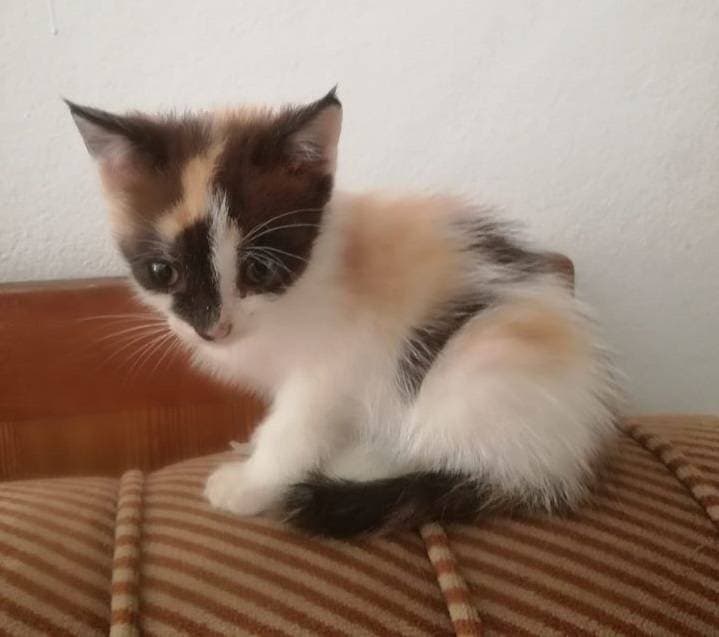 Slika