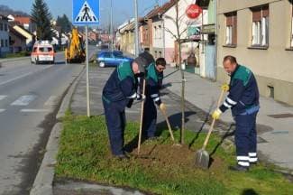Zeleni tunel: Dubrovačka će postati aleja lipa