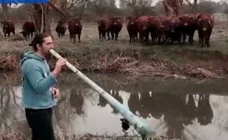 VIDEO To se zove publika: Pogledajte kako krave reagiraju na ovaj instrument!
