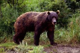 Lov na medvjede u pijanom stanju s tupom sjekirom se nikako ne preporučuje!