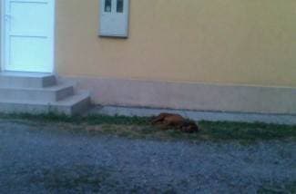 Uginuli pas leži danima uz dječje igralište, nitko ga neće maknuti