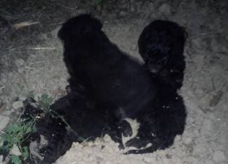Štenci uz cestu ostavljeni da uginu od gladi: ¨Neki su već bili mrtvi, jedan je krenuo za mnom¨