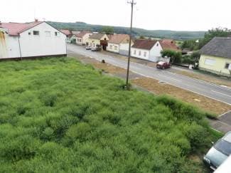 Zapuštena parcela puna ambrozije: ¨Kašljem, imam glavobolje i nisam jedini¨