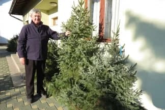 Prodavači upozoravaju: Svaki domaće uzgojeni bor bolji je od uvoznog