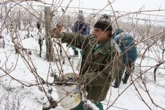 Ledena berba na -12 za slatke kapljice: ¨Traminac je u odličnoj kondiciji, bit će to vrhunsko vino¨
