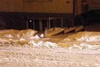 Lisice se viđaju po cijelom gradu, a nitko nije nadležan?