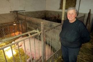 Krmača u Grabarju oprasila 23 praščića: ¨Ovo je čudo, iako se svaki dan događaju nenormalne stvari¨