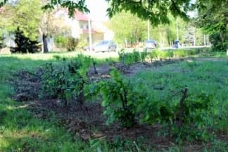 Tko krade sadnice graba? Dumančić ništa ne zna, ali napada 034portal