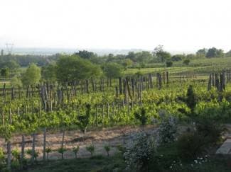 Nestale stotine šipki iz vinograda