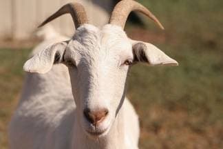Stado koza u Lakušiji i dalje skapava od gladi i žeđi!