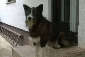 Nestala kujica na nasipu Veličanke na Sajmištu