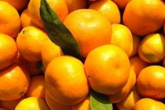 Prodaja neretvanskih mandarina direktno od proizvođača