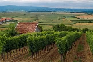 Strane studentice u Kutjevačkom vinogorju
