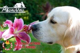 Ne bacajte petarde. Bacajte kobase!