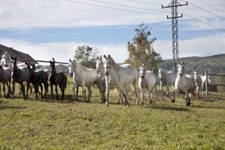 10. Obljetnica povratka konja u Lipik