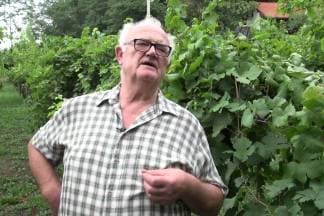 O vinima i vinskim pričama Požeške gore s Vinskim kardinalom Vladom Bauerom