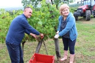 Započela berba grožđa u vinogradu Poljoprivredne škole iz Požege