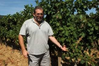 Uranjena berba: Graševinu planiraju brati i tri tjedna ranije